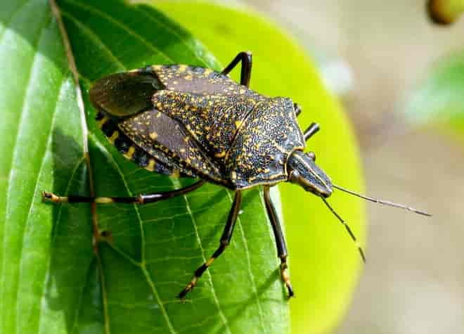 昆虫図鑑・キマダラカメムシ